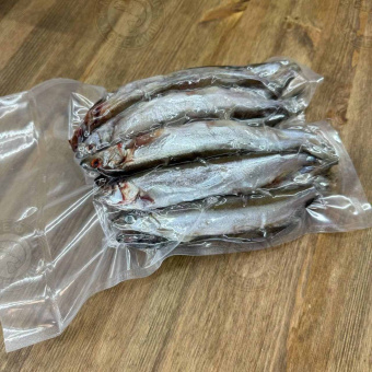 Мойва атлантическая
